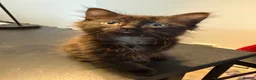 Maine Coon cats for sale: Beautiful happy kittens - Advert 12