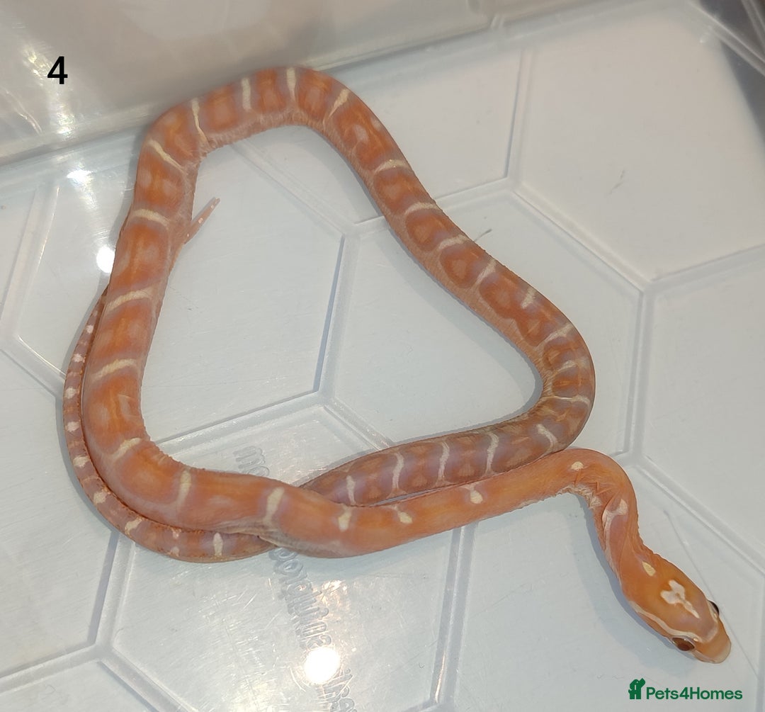 Corn Snake reptiles for sale: 2025 Scaleless cornsnakes  - Image 7