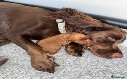 Cockapoo dogs for sale: F1 Cockapoo puppies  - Image 35