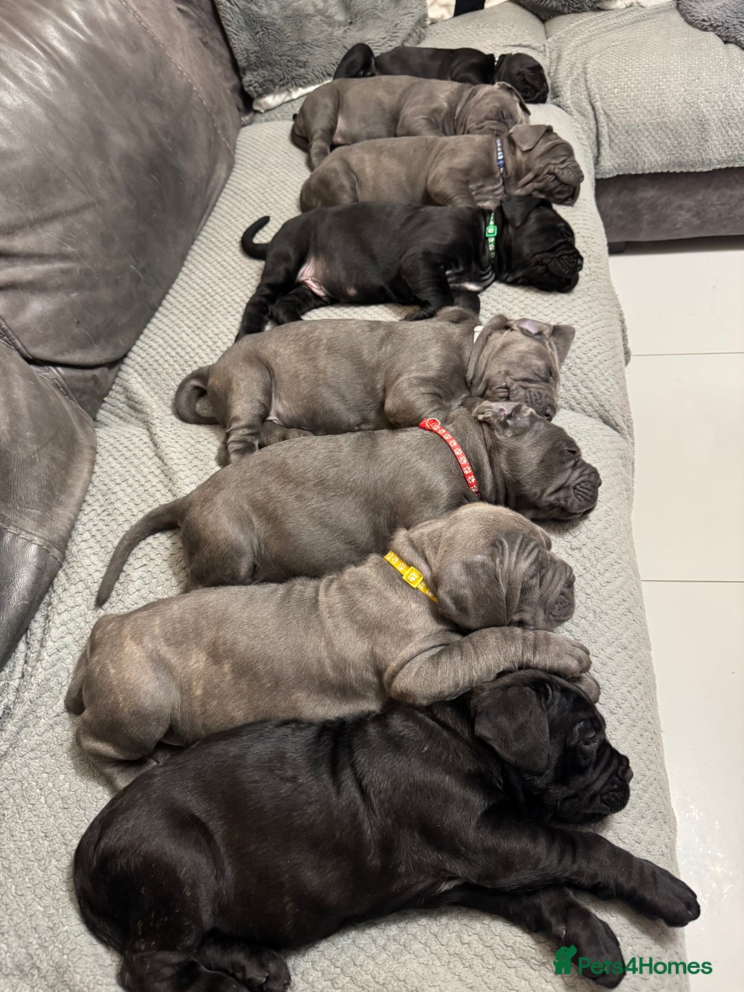 Mastiff dogs for sale: Mastiff puppies (Neapolitan) - Advert 14
