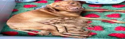 Hungarian Vizsla dogs for sale: 🥰 NEW KC REG Hungarian Vizsla Beautifully Bred,  - Advert 13