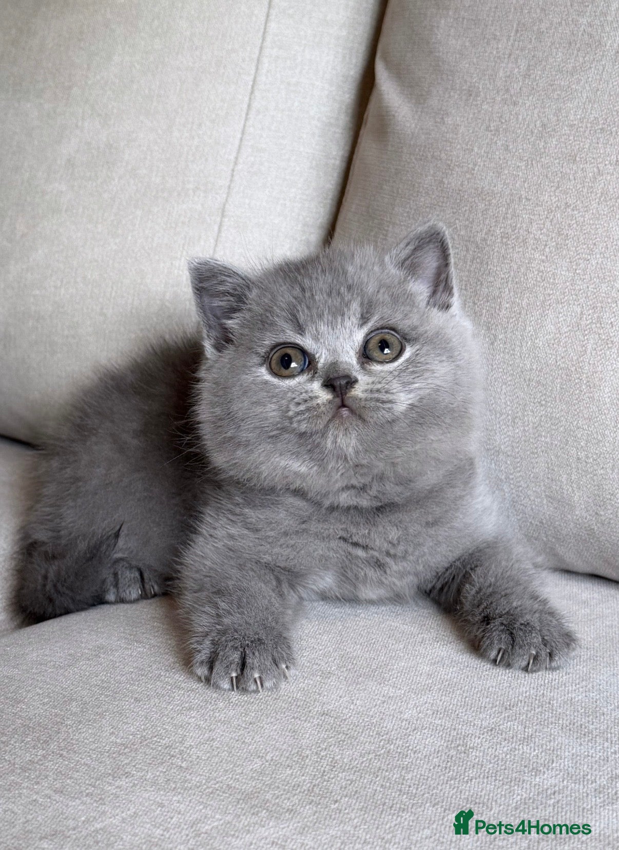 British Shorthair cats for sale: ✨ GCCF BEAUTIFUL KITTENS ✨ - Advert 24