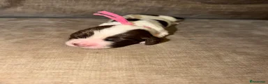 Cocker Spaniel 4