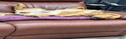 Cocker Spaniel dogs for stud: Handsome Golden Working Cocker for Stud KC Reg - Advert 4
