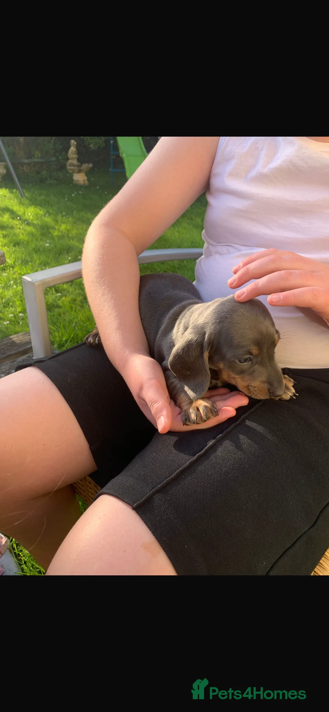 Miniature Dachshund dogs for sale: Magnificent dachshund puppies for sale  - Advert 1