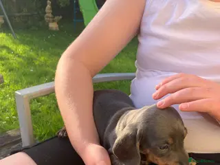 Miniature Dachshund dogs Magnificent dachshund puppies for sale - Advert 5