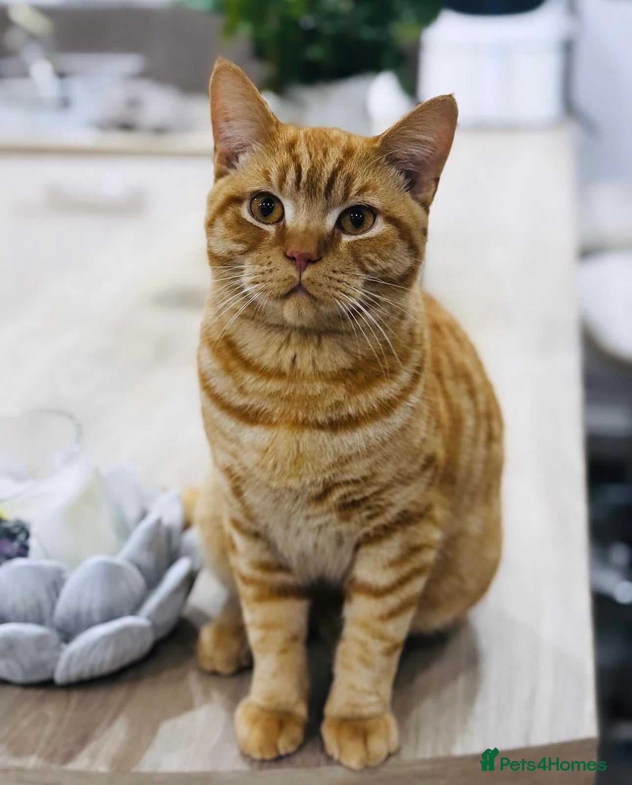 British Shorthair cats Jerry looking for his forever home  - Advert 1