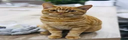 British Shorthair cats for sale: Jerry looking for his forever home  - Advert 1