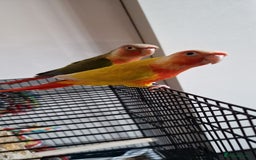 Conures birds for sale: Beautiful fully hand reared conure baby's  - Image 1