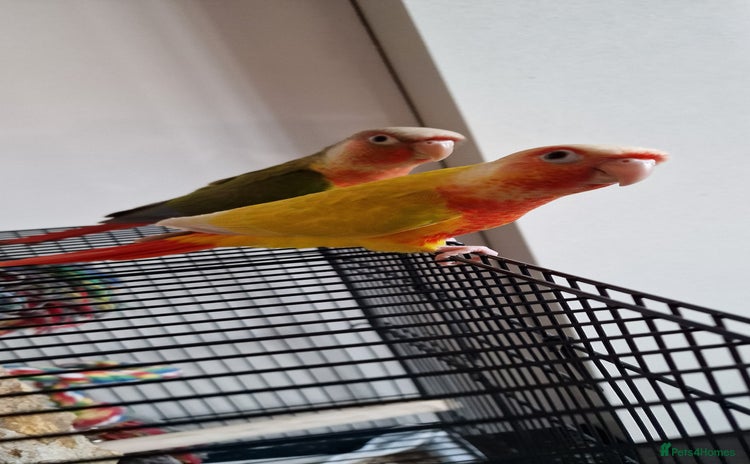 Conures birds - Advert 3