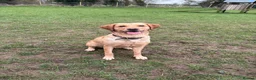 Labrador Retriever dogs for sale: Labrador Retriever Puppies 🐾 in Diss - Advert 1