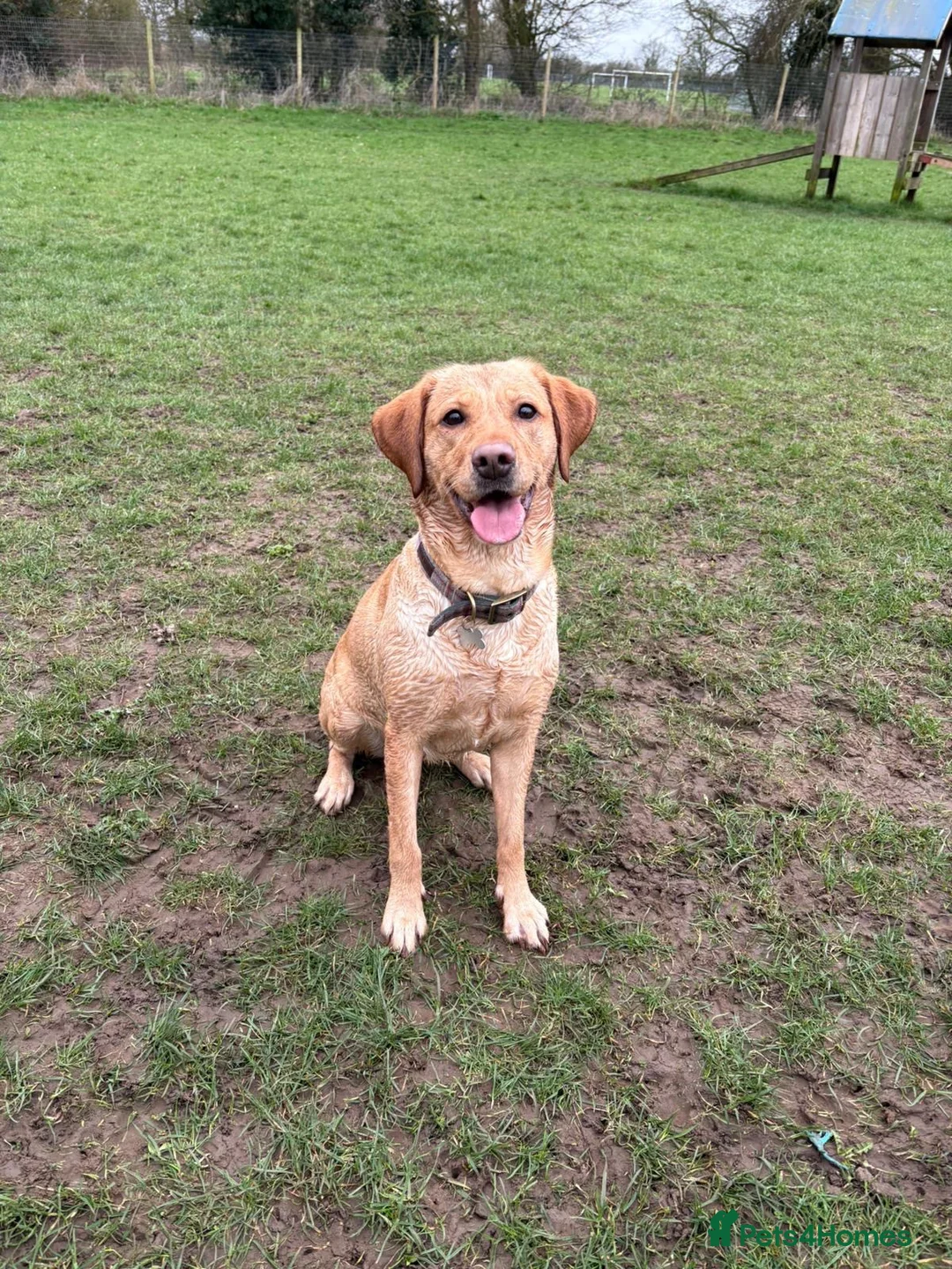 Labrador Retriever dogs for sale: Labrador Retriever Puppies 🐾 in Diss - Advert 1