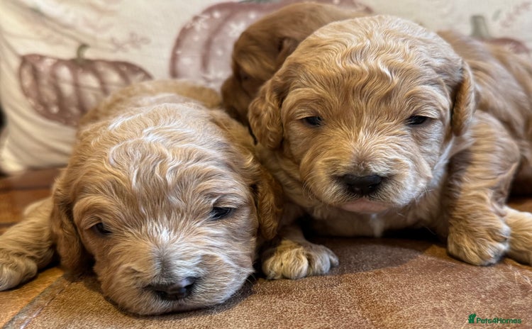 Cavapoo dogs - Advert 1