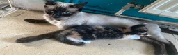 Siamese cats for sale: Beautiful Siamese X girl  - Advert 2