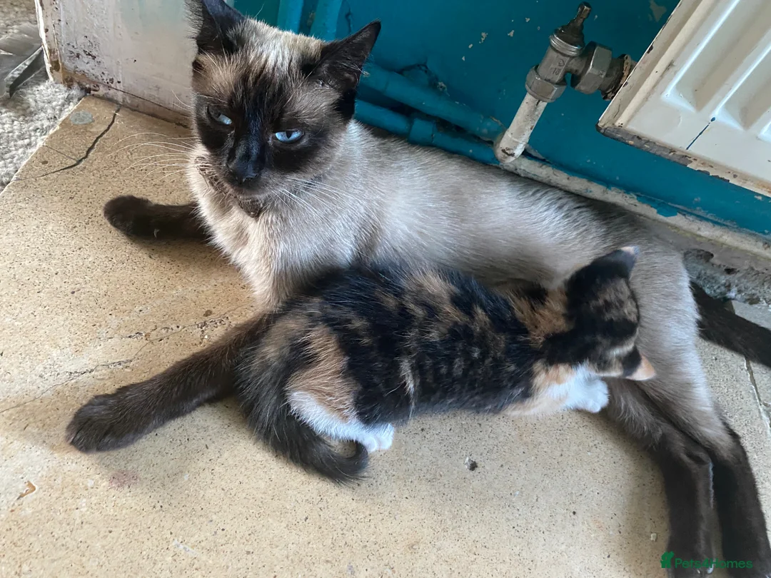 Siamese cats for sale: Beautiful Siamese X girl  - Advert 2