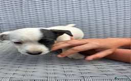 Jack Russell dogs for sale: Jack Russell pups 😍 - Image 4