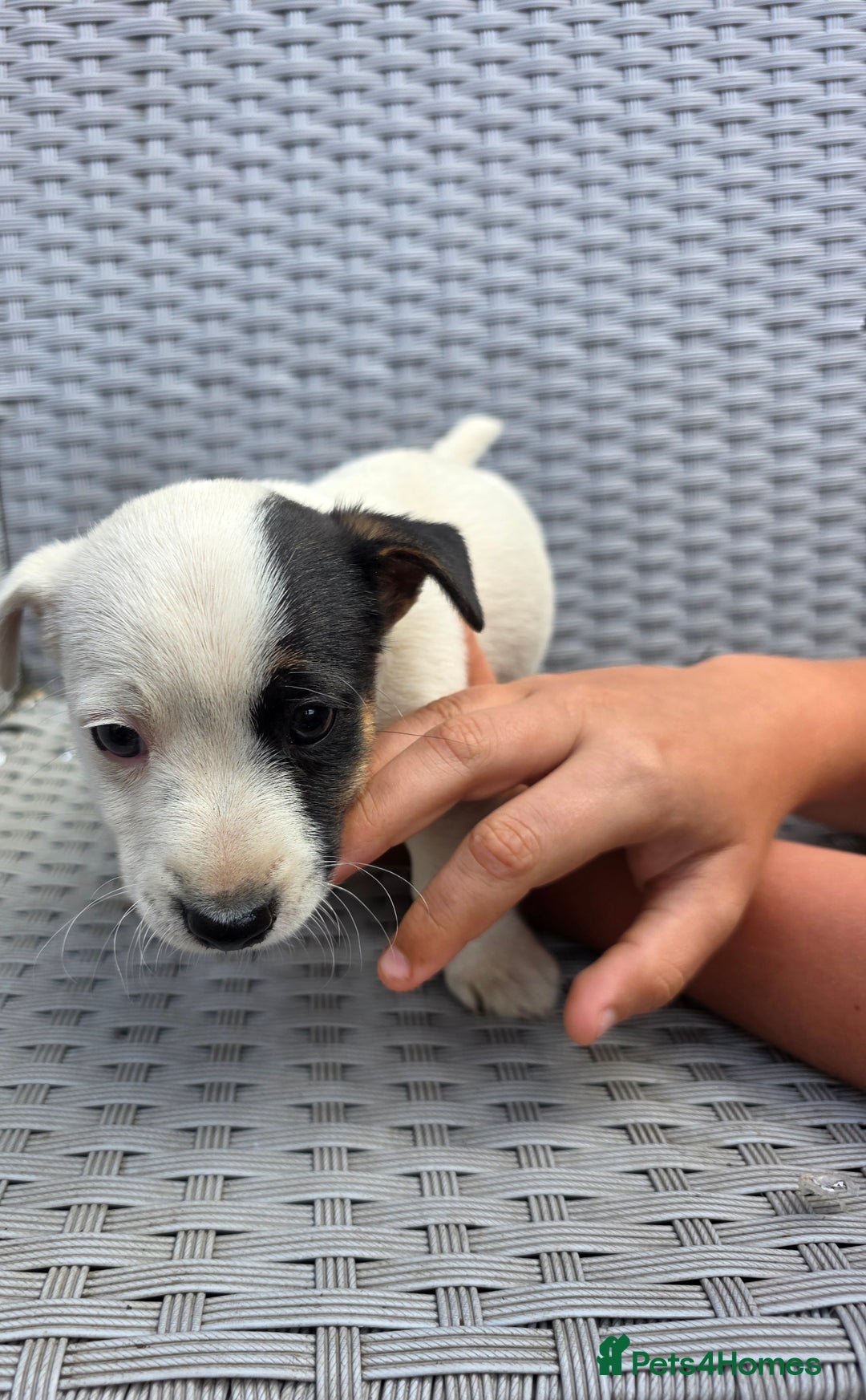 Jack Russell dogs for sale: Jack Russell pups 😍 - Image 4