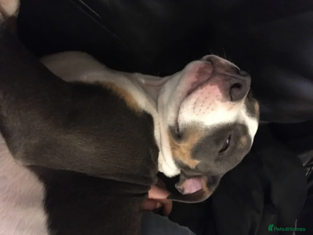 Staffordshire Bull Terrier dogs for stud: Tri Blue, PROVEN an the most beautiful temperament in Loughborough - Advert 6