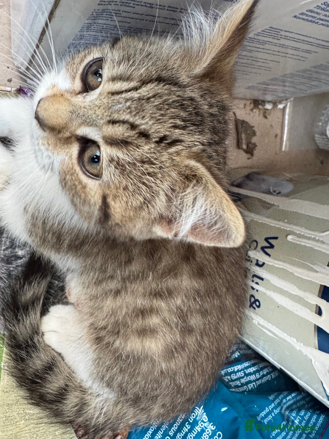 Persian cats for sale: PERSIAN X in Bradford - Image 16