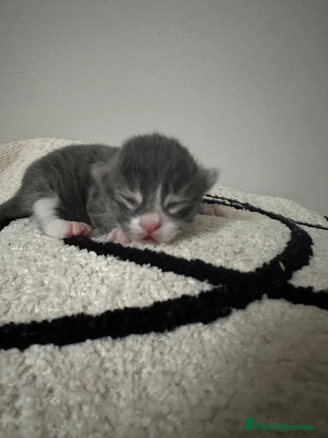 Mixed Breed cats for sale: 4 mixed breed kittens - Advert 1