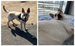 Mixed Breed dogs for sale: Luna - German Shepherd x Collie - Advert 2