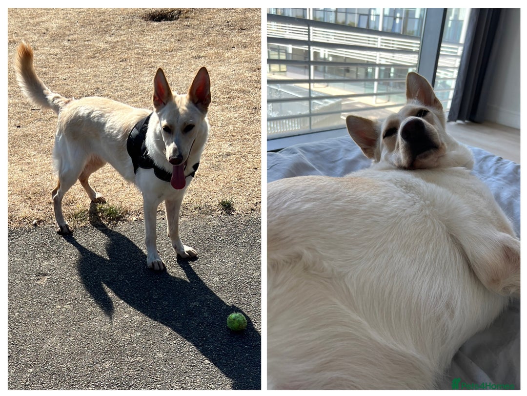 Mixed Breed dogs for sale: Luna - German Shepherd x Collie - Advert 2