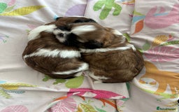Shih Tzu dogs for sale: 🐾 Gorgeous Shih Tzu Puppies – 1 Boy & 1 Girl 🐾 - Image 3
