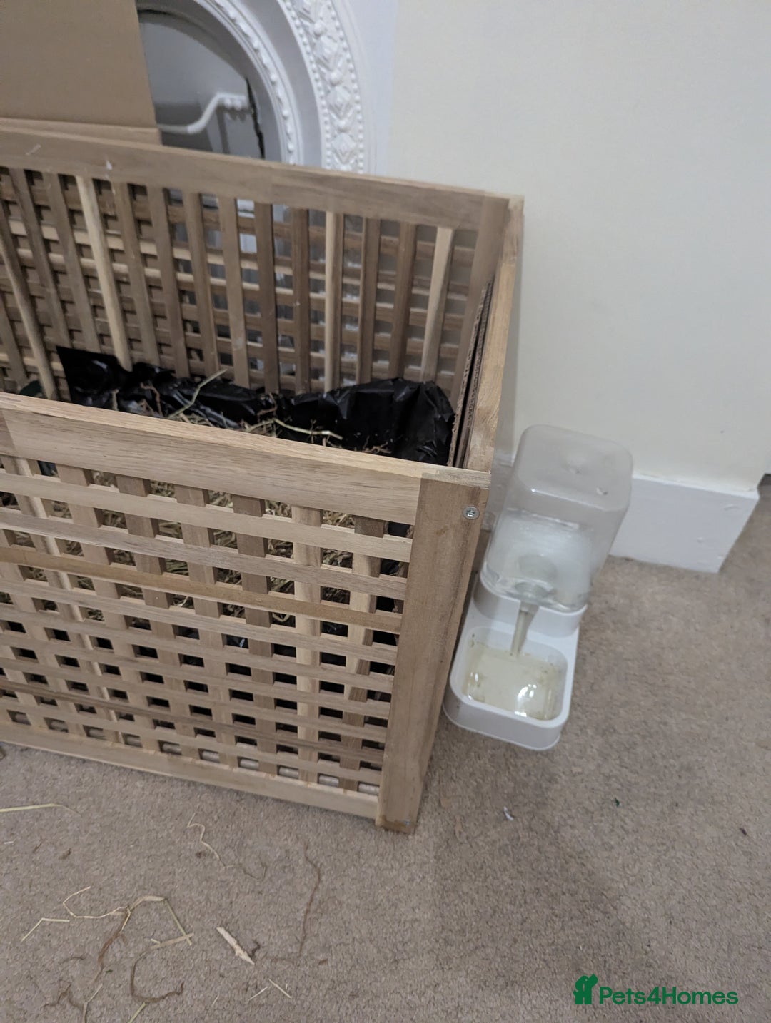 Mini Lop rabbits for sale: Mini Lop for a good home 🥰 - Image 27