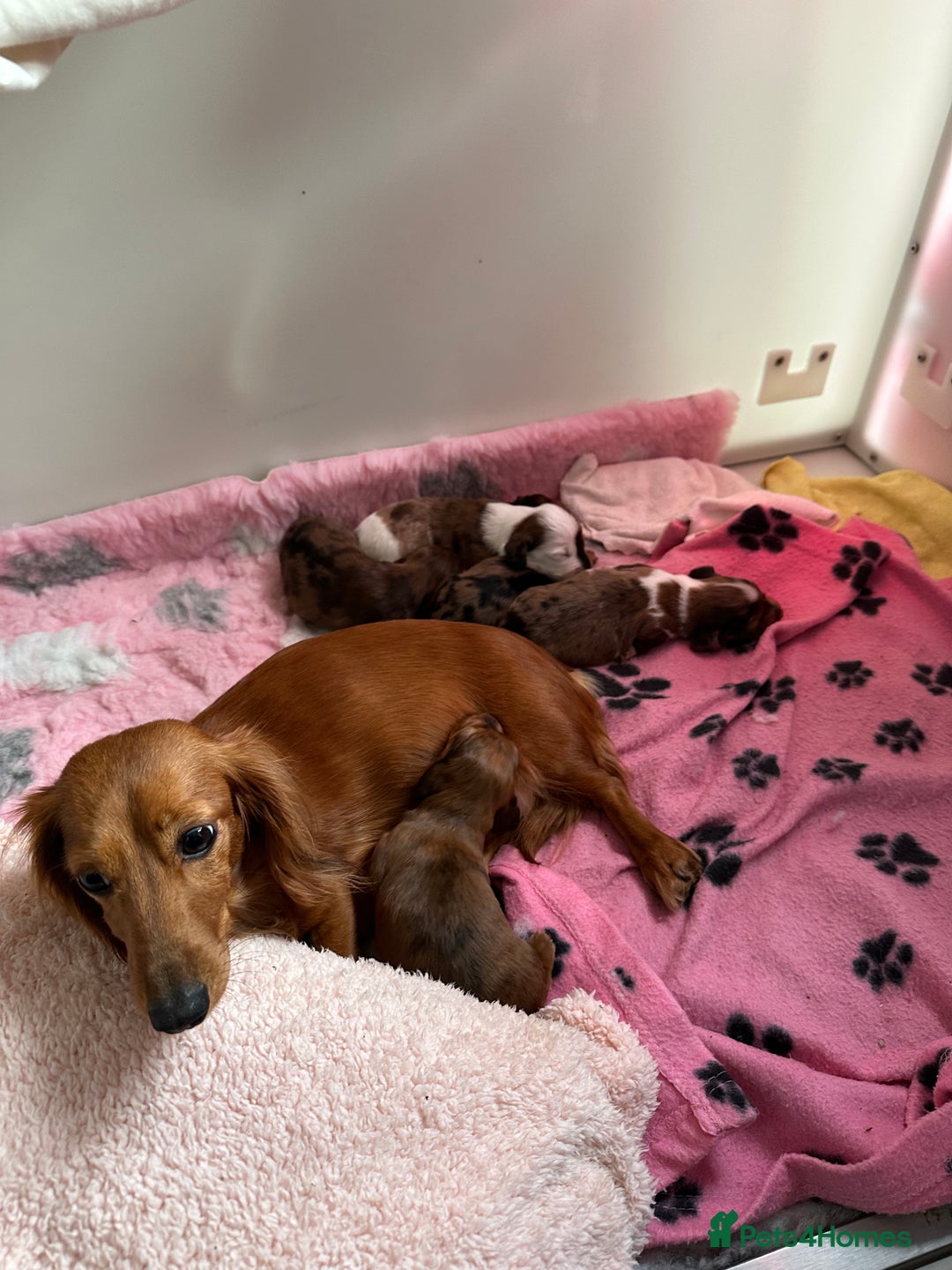 Miniature Dachshund dogs for sale: Miniature Dachounds  - Advert 17