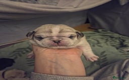 Pug dogs for sale: Pug Puppies - Image 17