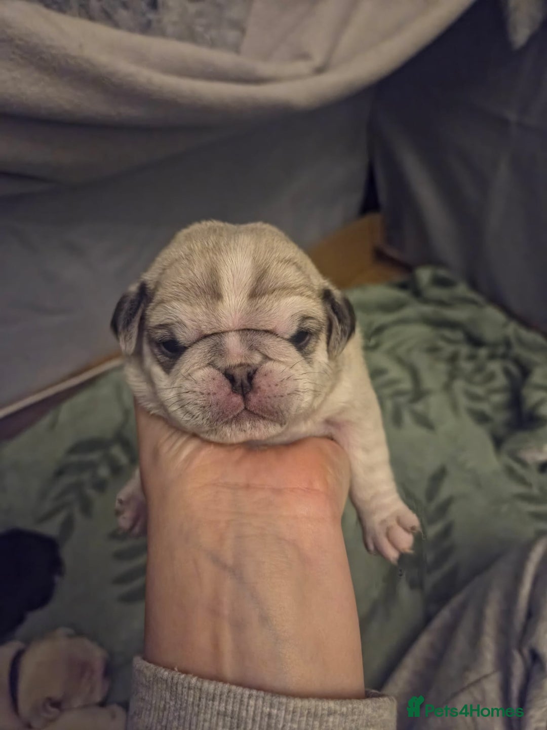 Pug dogs for sale: Pug Puppies - Image 17