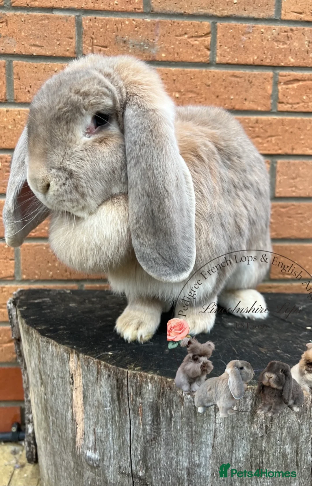 French Lop rabbits for sale: Adult French Lops  - Advert 2