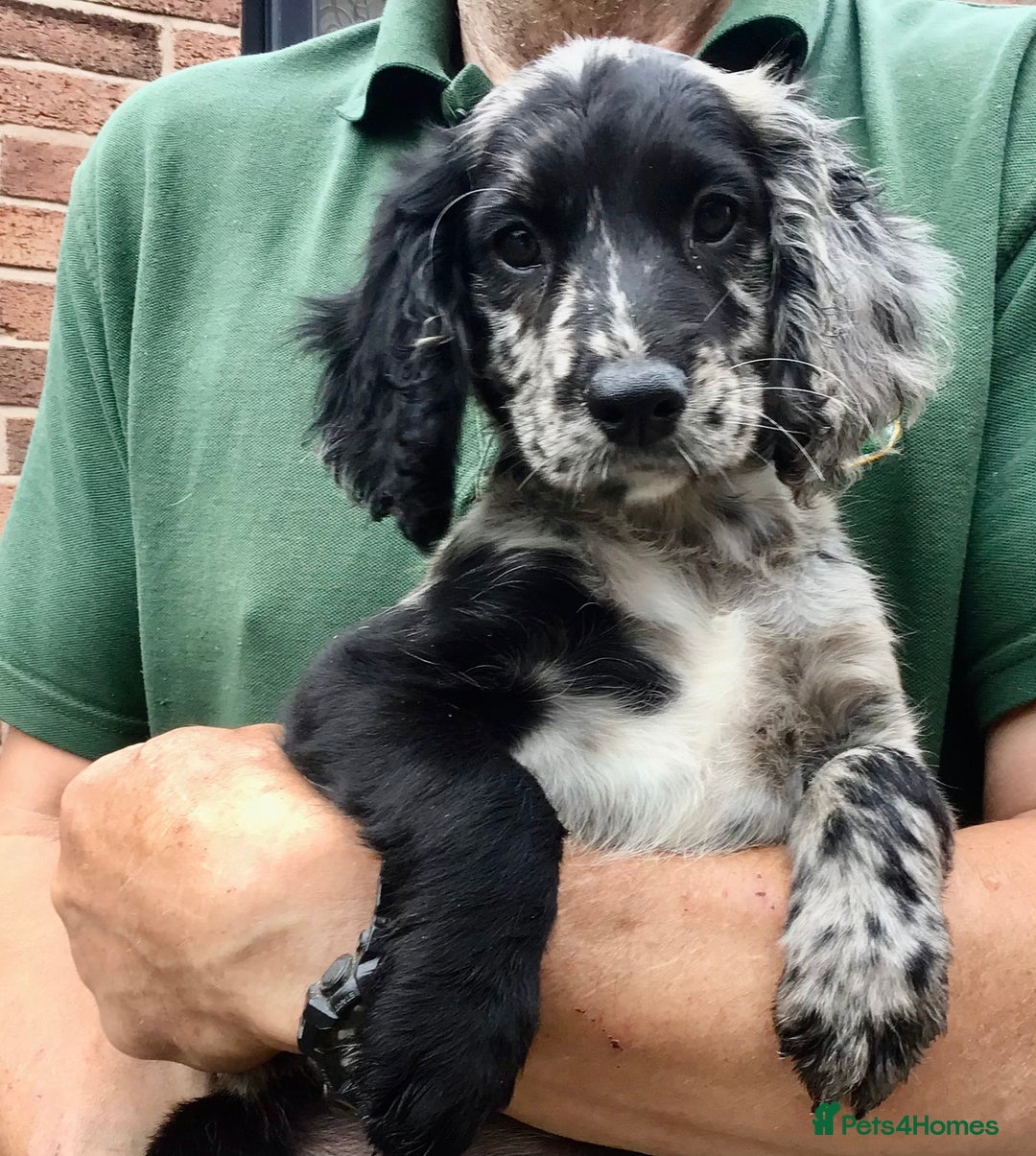 Cocker Spaniel dogs for sale: LAST PUPPY, READY 2 GO, 5* COCKER SPANIELS - Image 3