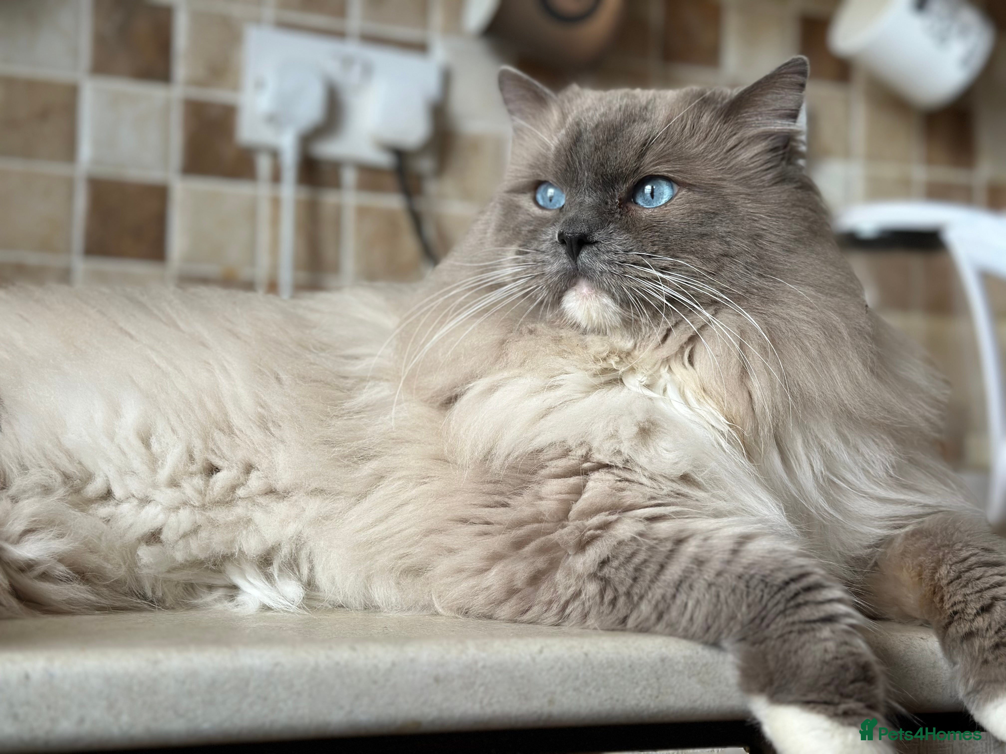 Ragdoll cats 🧬Active Champ Blood Ragdoll Stud carries choc🧬 in Liversedge - Advert 24