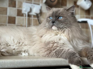 Ragdoll cats in Liversedge - Advert 3