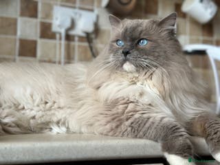 Ragdoll cats 🧬Active Champ Blood Ragdoll Stud carries choc🧬 in Liversedge - Advert 13