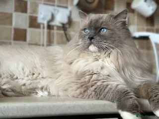 Ragdoll cats 🧬Active Champ Blood Ragdoll Stud carries choc🧬 in Liversedge - Advert 16