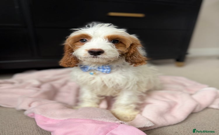 Cavapoo dogs - Advert 6