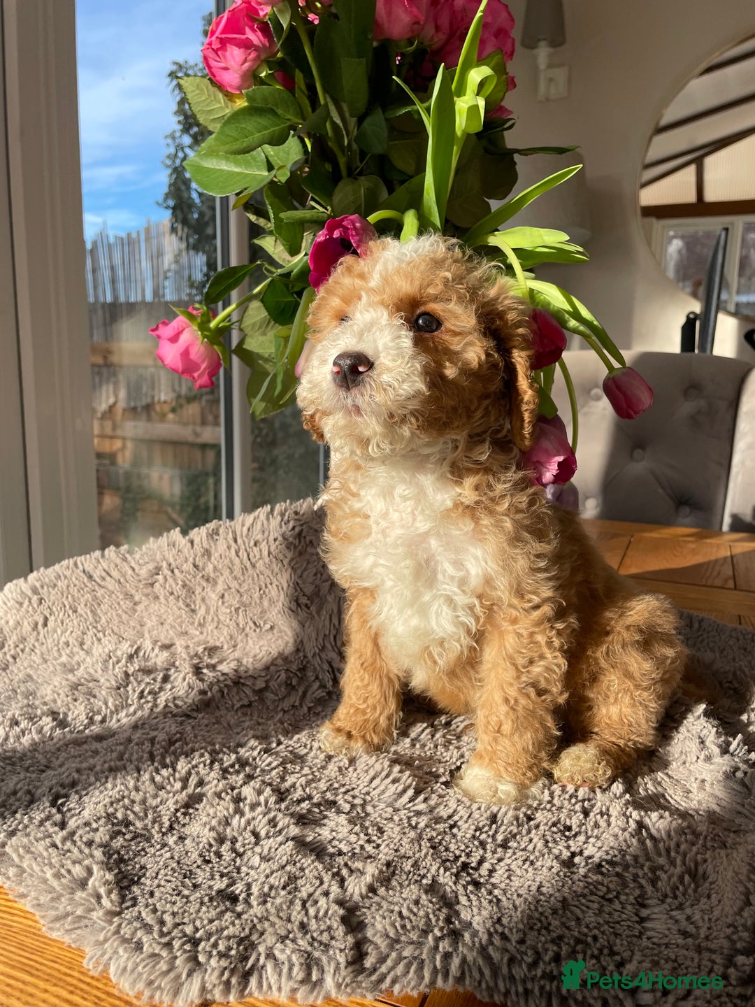 Mixed Breed dogs for sale: 🌟🌟Stunning Australian Cavapoo Puppies 🩷💙 m - Advert 3