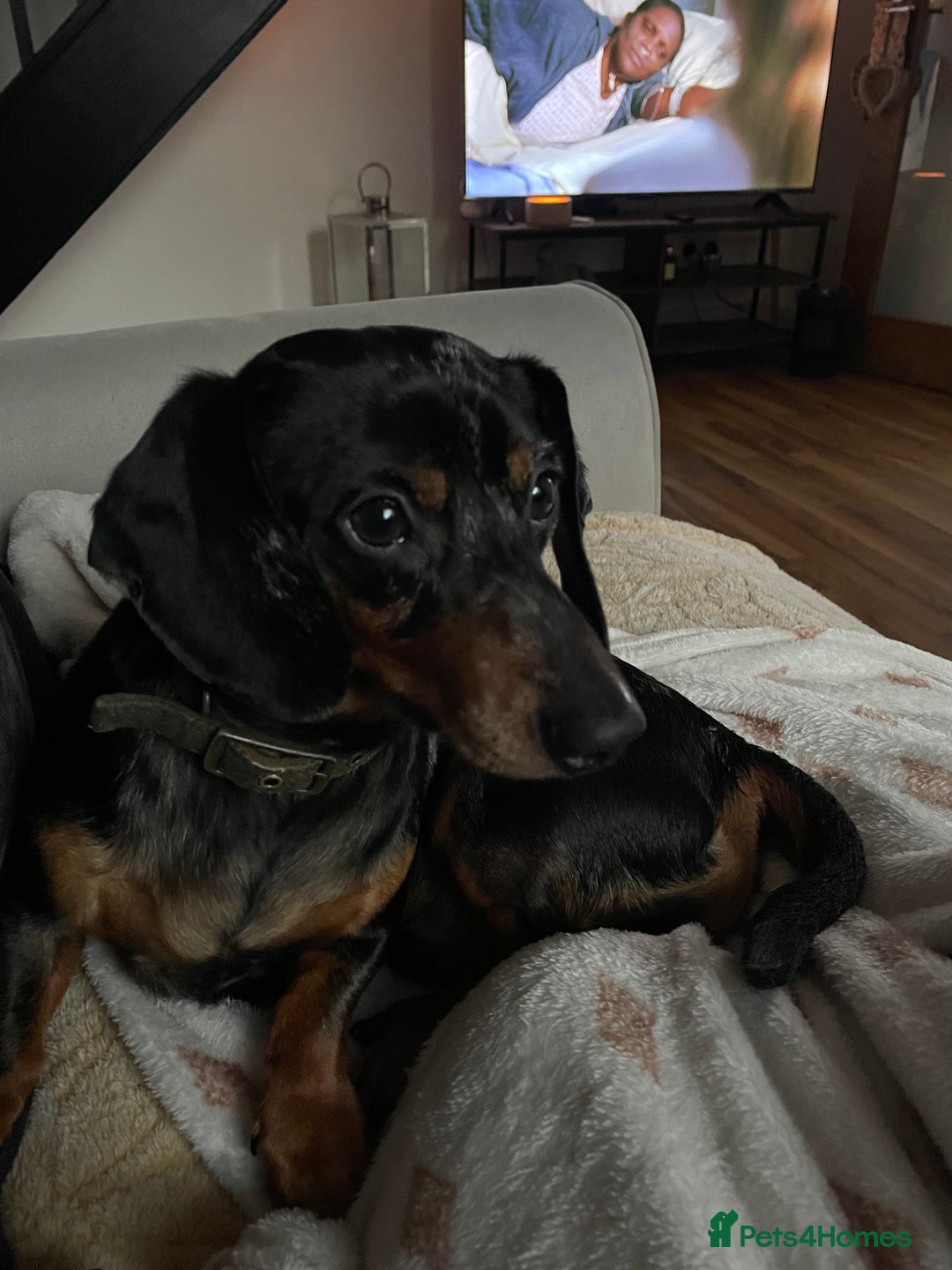 Dachshund dogs for sale: 🐾 Meet Ralph – Your New Best Friend! 🐾 - Image 7