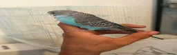 Budgerigars birds for sale: Hand Tame Baby Budgies - Advert 3