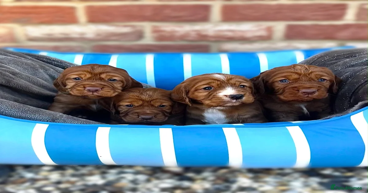 KC REGISTERED, WORKING COCKER SPANIEL PUPPIES🐶🐾 for sale in Bishop's ...