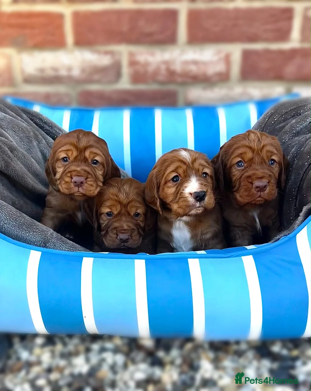 Cocker Spaniel dogs for sale: KC REGISTERED, WORKING COCKER SPANIEL PUPPIES🐶🐾 - Advert 2