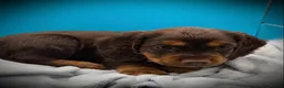 Cocker Spaniel dogs for sale: Fully vaccinated KC Cocker Spaniel puppies - Advert 22