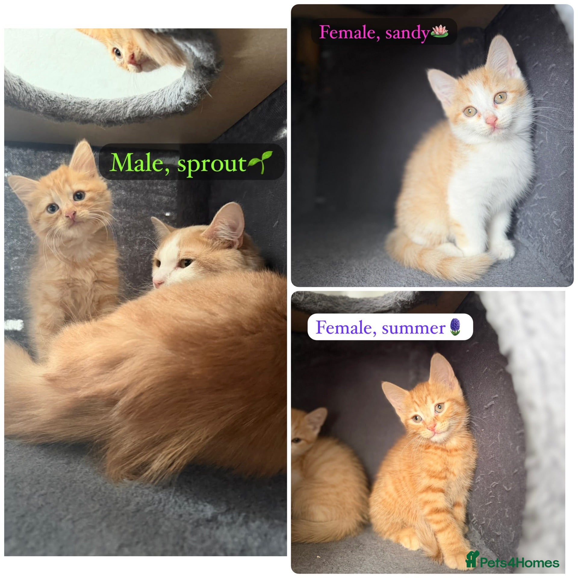British Shorthair cats 3 beautiful little kittens🐾 - Advert 1