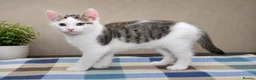 Mixed Breed cats for sale: Beautiful Home-Raised Kittens – Ready at 12 Weeks - Advert 19