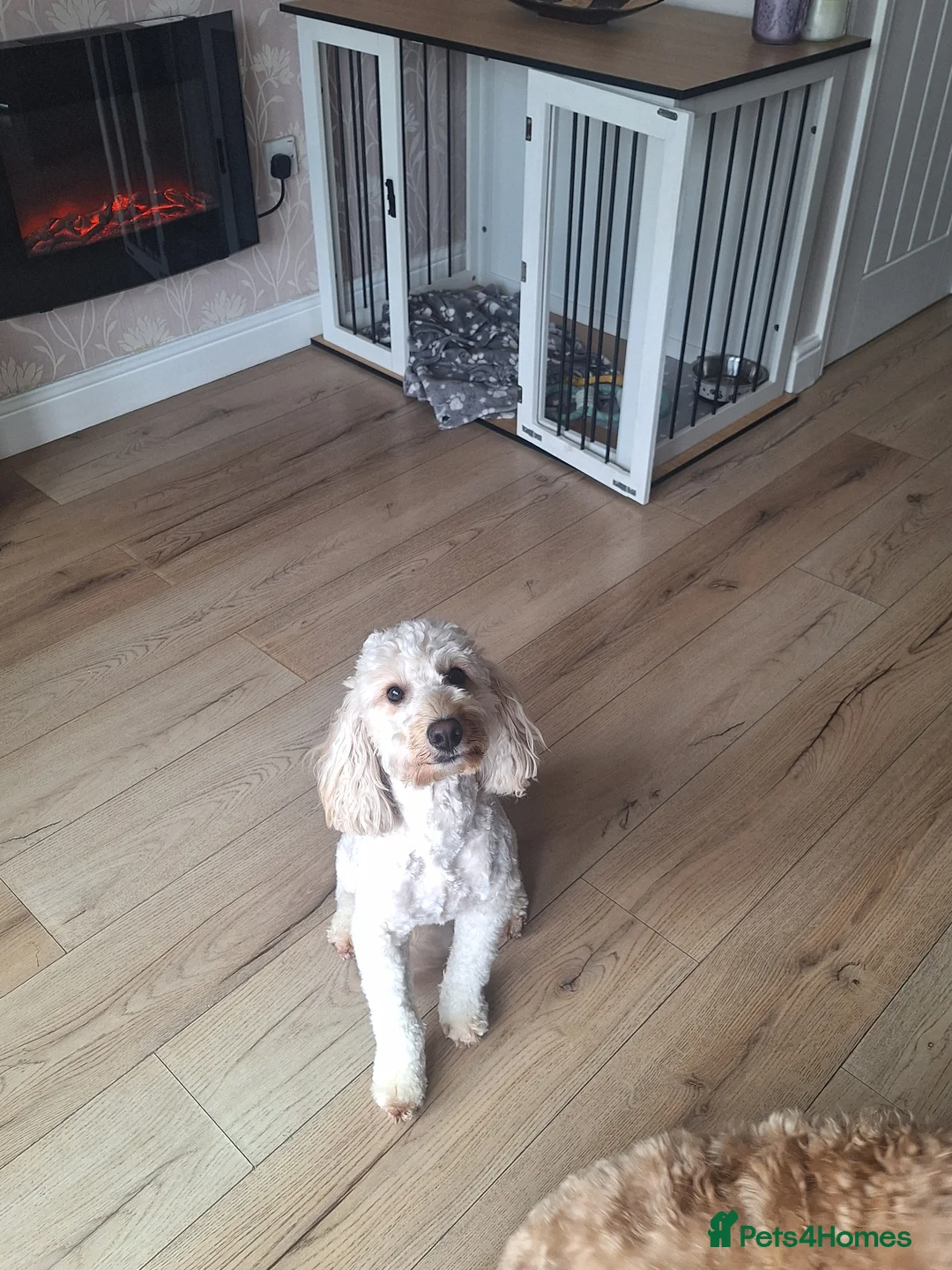 Cockapoo dogs for stud: Male cockapoo for stud in York - Advert 1