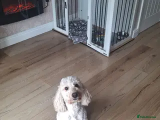 Cockapoo dogs Male cockapoo for stud - Advert 3