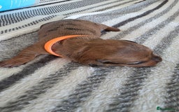 Dachshund dogs for sale: Dachshund tweenies for sale - Image 10