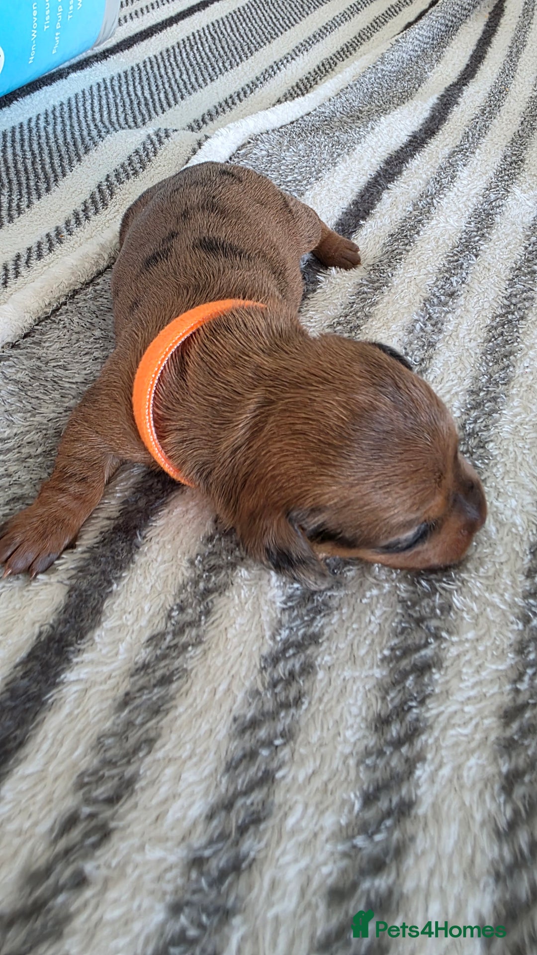 Dachshund dogs for sale: Dachshund tweenies for sale - Image 10